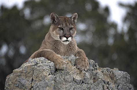 What to know about unconfirmed mountain lion sightings in CT