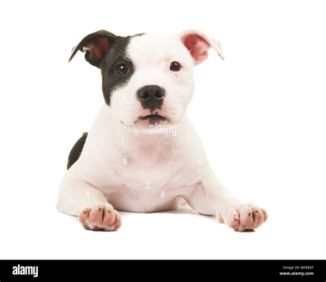 Black And White Pitbull Puppies