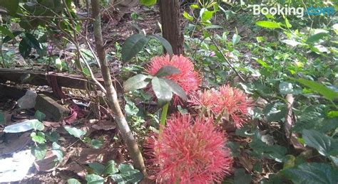 GOLDEN CAT GUESTHOUSE (Chi Phat) - Guesthouse Reviews & Photos ...