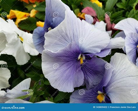 Purple Pansy Flower in a Botanical Garden in Winter Season Stock Photo ...