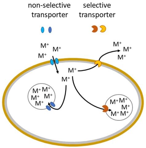 Mycosynthesis of Metal-Containing Nanoparticles—Fungal Metal Resistance ...