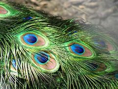 Image result for Different Types of Peacock Feathers