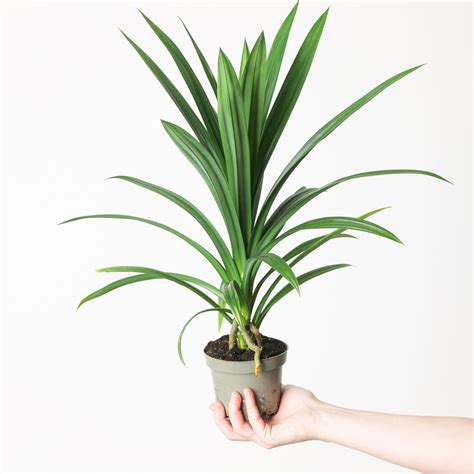 Pandanus veitchii | Plants | GrowTropicals.com