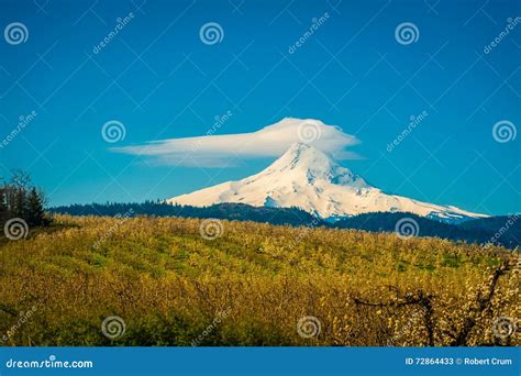 Blooming Apple Orchards in the Hood River Valley, Oregon Stock Image ...
