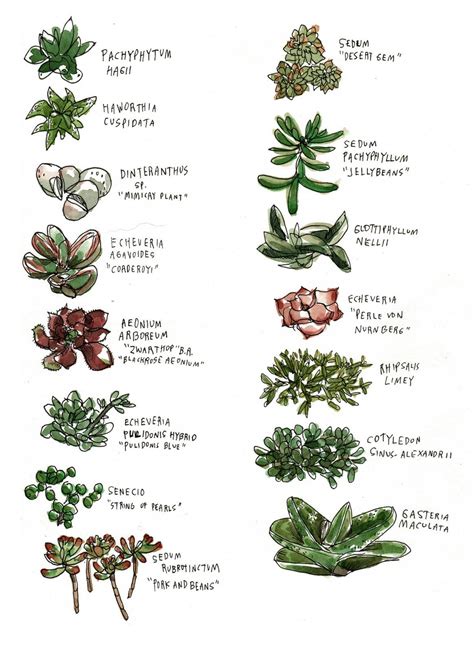 Mini Succulent Identification Chart - Educational Chart Resources
