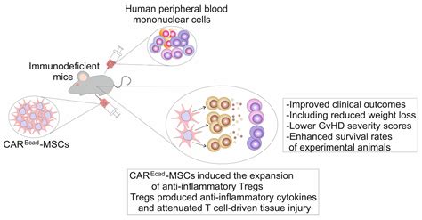 Therapeutic Potential of Chimeric Antigen Receptor-Expressing ...