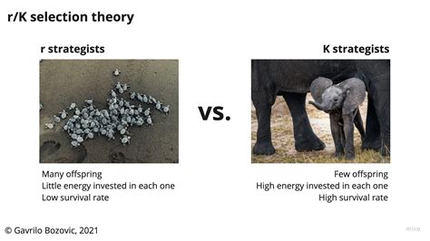 R Strategist Examples