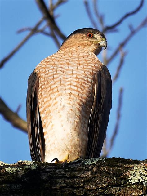 37 Sharpies 的图像结果