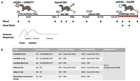 Historical H1N1 Influenza Virus Imprinting Increases Vaccine Protection ...