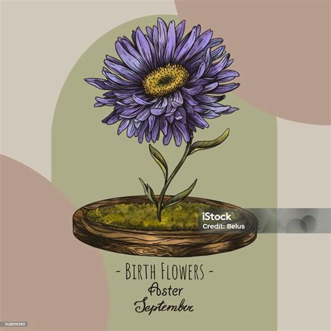 September Birth Month Flower