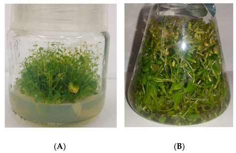 The Influence of Nasturtium officinale R. Br. Agar and Agitated ...