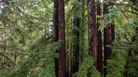 Living at UCSC – Housing