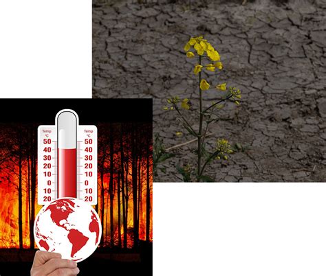 Climate Change – Ajmera NGO