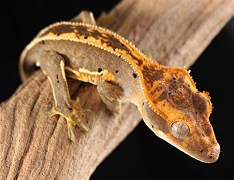5D DIY Diamond Painting Kits Baby Crested Gecko Full Drill Painting ...