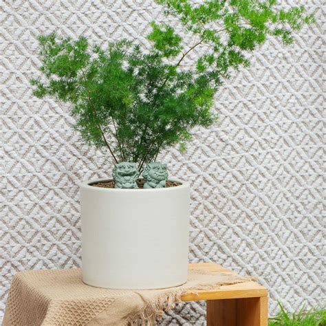 Image result for Using Ming Fern to Replicate Tree Trees