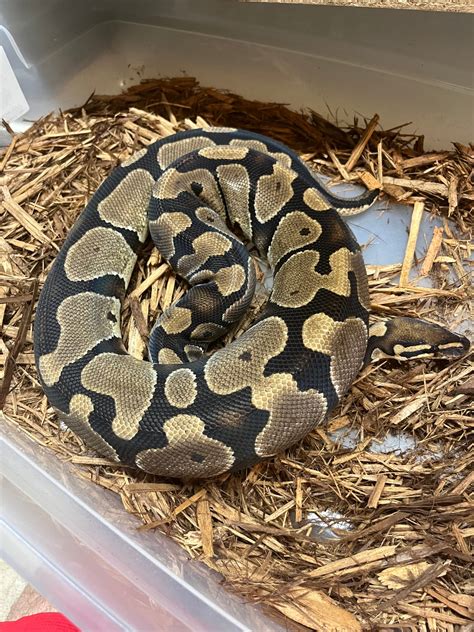Rtb Female Ball Python by DB Breeders - MorphMarket