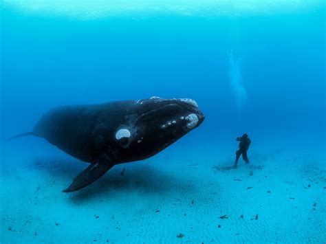 Endangered Whales