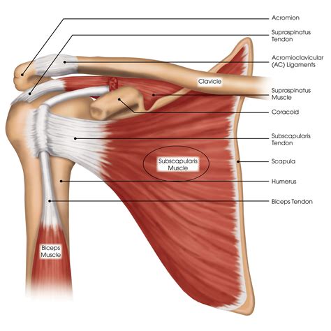 Shoulder Tendon Anatomy Diagram - Rotator Cuff Anatomy Muscles Function ...