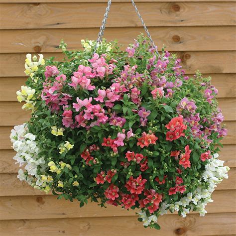 Antirrhinum " Magic Lantern " Exotic 30 Flower Seeds – Floral Treasure