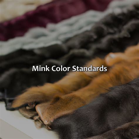 What Is Mink In French at Michelle Burgess blog