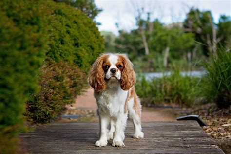 Cavalier Temperament: What's a Cavalier's Personality Like ...