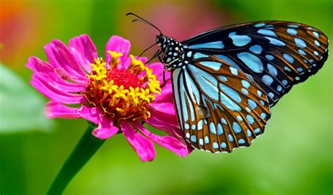 Uttarakhand: India's First Pollinator Park Comes up at Haldwani | NewsClick