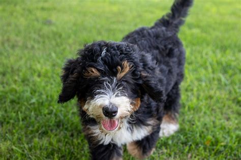 How big do Bernedoodles get? — Joley Aire