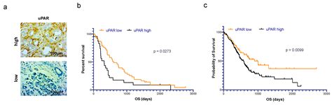 Urokinase-Type Plasminogen Activator Receptor (uPAR) Cooperates with ...