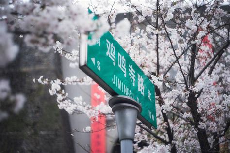 鸡鸣寺的樱花开了是什么意思，反季开花寓意不可能的人回来了|杂谈|手游-9橙游网