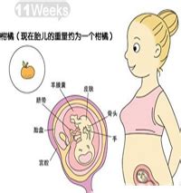 【怀孕十一周】怀孕11周胎儿图_孕妇症状及注意事项 - 妈妈育儿网