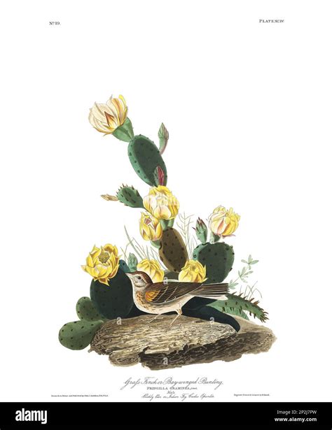 Grass Finch. Bird illustration from Birds of America by John James ...