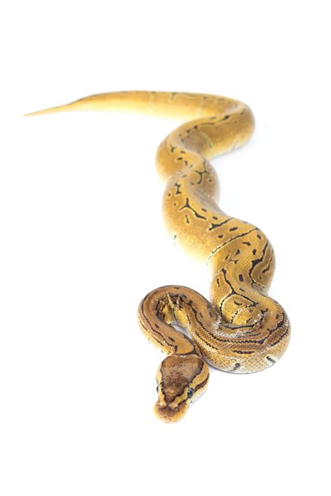 White Ball Python 的图像结果