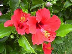 fiori di ibisco i sorprendenti benefici per la salute dell ibisco fiori di ibisco i sorprendenti benefici per la salute dell ibisco