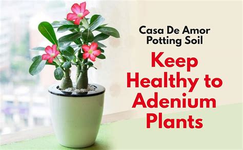 Casa De Amor Organic Adenium & Desert Rose Potting Soil – Ready-to-Use ...