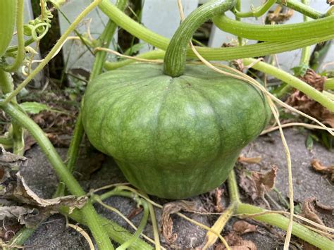 Queensland Blue pumpkin – Home for the Harvest