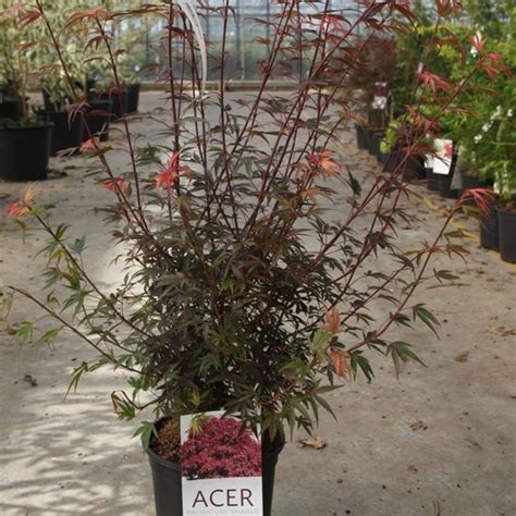 Acer palmatum 'Shaina' - buy plants at Coolplants