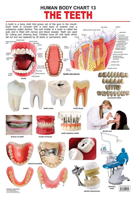 The Teeth Wall Chart (Human Body Chart) - Both Side Hard Laminated ...