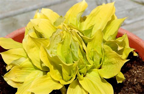12 Colorful Hosta Types for Your Garden