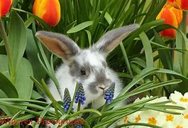 Image result for Cute Bunny with Flowers