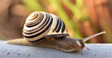 Are Snails Poisonous? A Definitive Guide - All Our Creatures