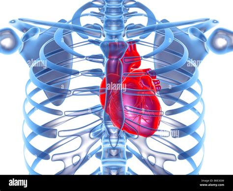 Where Is Your Heart Located Rib Cage at Timothy Yon blog