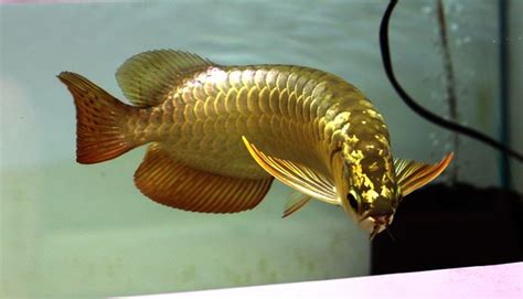 types of aquarium fish