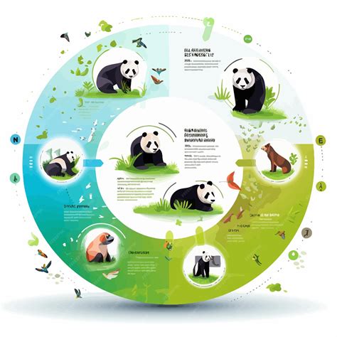 Panda_life_cycle_infographic_vector | Premium AI-generated vector