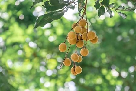 Cloud Farm Dragon Eye Longan Fruit Live Plant (Plant Height 2-3 Feet ...