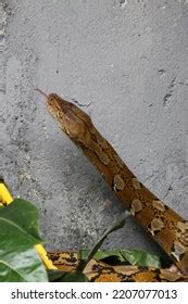 Image result for Platinum Reticulated Python