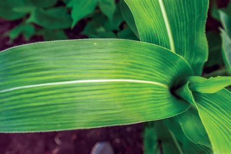 Making agriculture more efficient for food security and sustainable ...