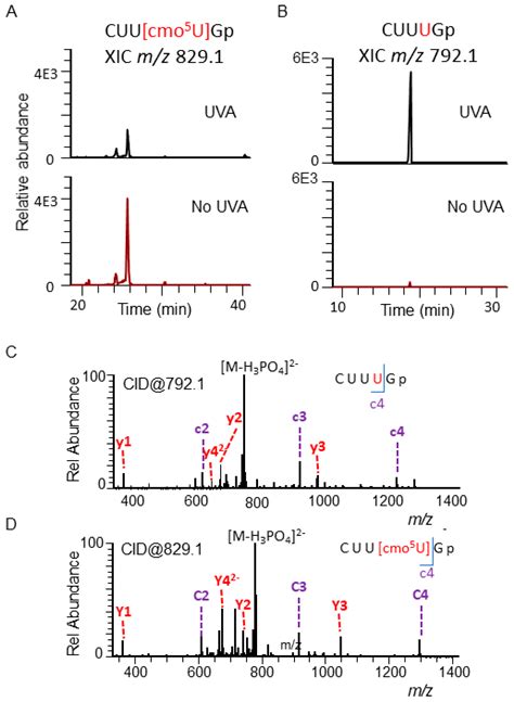Characterization of UVA-Induced Alterations to Transfer RNA Sequences