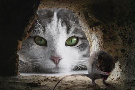 梦到猫和老鼠_周公解梦