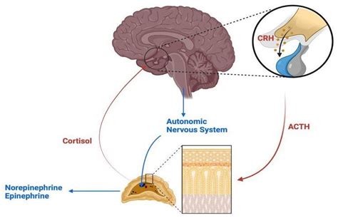 Chronic Stress and Headaches: The Role of the HPA Axis and Autonomic Nervous System