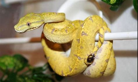 Image result for Green Tree Python Habitat